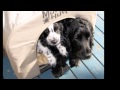 Smudlas best friend  cocker spaniel puppy