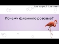 Почему фламинго розовые? [153]