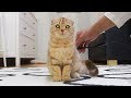 로봇 고양이 라온이 Robot cat chargingロボット猫 [SURI&NOEL]