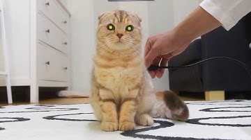 고양이가 과충전 됐을 때 Robot cat chargingロボット猫 [SURI&NOEL]