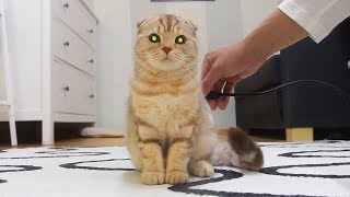 Robot CAT charging [SURI&NOEL CAT's STORY]