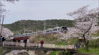 阪和線　山中渓駅の桜　JR Hanwa Line Yamanakadani station　(2022.4.2)