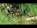 Chim Quốc Bố Mẹ Dẫn Đàn Con Đi Ăn - National birds lead their cubs to eat