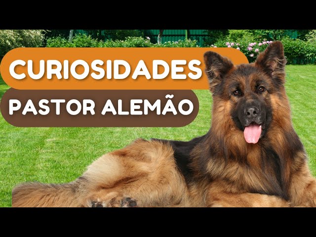 8 fatos sobre cachorros pastores catalães - SERTÃO ALERTA