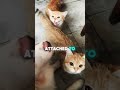 These two cats cannot be seperated! #cat#cute #shorts