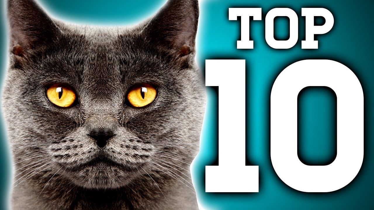 Awesome! 10 Cat Facts You Need to Know | Earth Unplugged - YouTube
