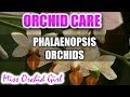 How to care for Phalaenopsis Orchids - Watering, fertilizing, reblooming