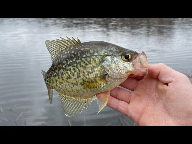 Fishing for SLAB Spring Crappie! (A Fish EVERY Cast!) 