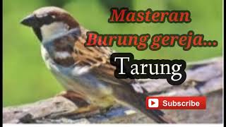 Download Lagu Suara burung gereja nyecret panjang burung gereja tarung untuk masteran MP3