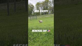 Every day is a day off for Frankie and Ruby! #goats #babygoats #pygmygoats #farm #pets #funnyanimals