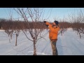 Обрезка молодого сливового сада (Winter pruning plums)