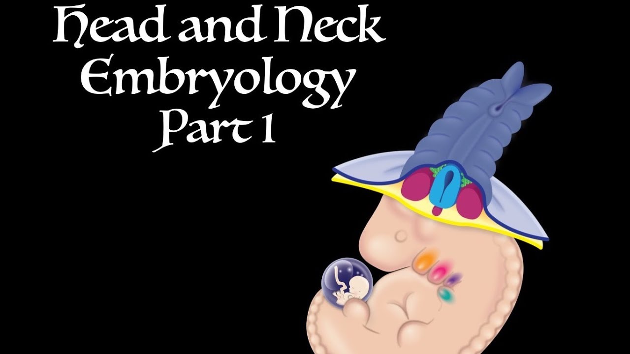 Pharyngeal Arches: Development of the Head and Neck Part I - YouTube