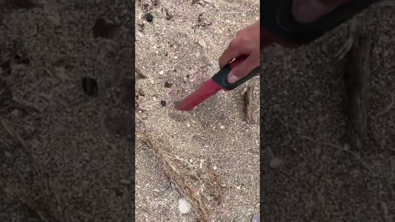 Easy Coin find with the Equinox800 in Auckland NZ!