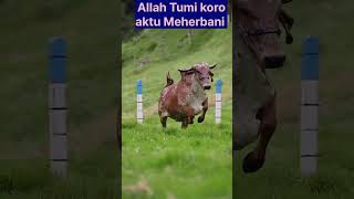 Allah Tumi koro aktu Meherbani kobul koro amarQurbani #islamicstoriesinurduandhindi #cow #eidspecial