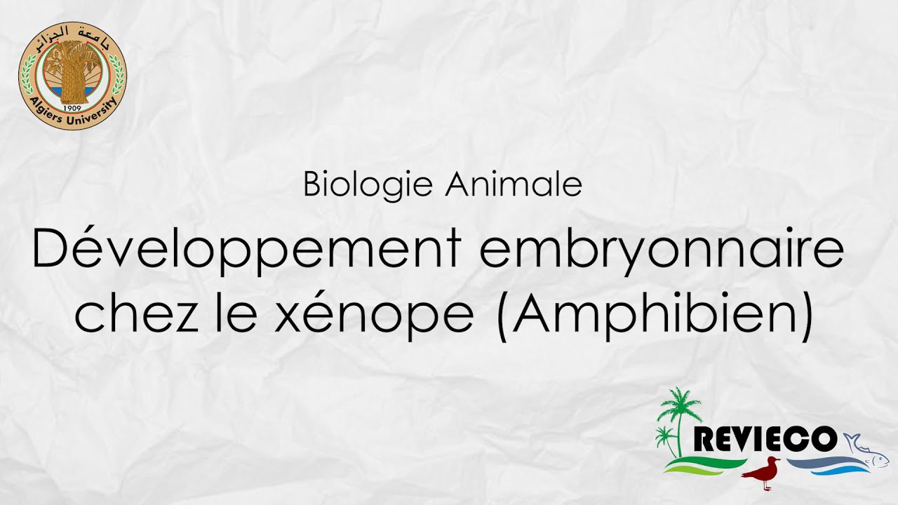 Développement embryonnaire chez le Xénope - Amphibien (Cours°4)