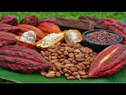 Como Montar e Operar uma Fábrica de Chocolates - Matérias-Primas