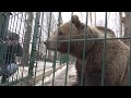 Pilots in Russia&#39;s Kaluga region have an unusual pet - новости Рейтерс