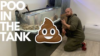 HOW TO CYCLE A FISH TANK FAST