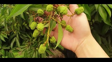 Chống Rụng Sinh Lí Nhiều Và Chăm Vải Đẹp Thế Nào l Núi Đồi Lục Ngạn