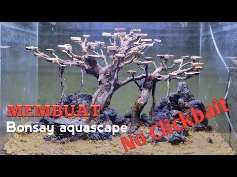 tutorial-membuat-bonsay-aquascape-untuk-pemula-vlog#4