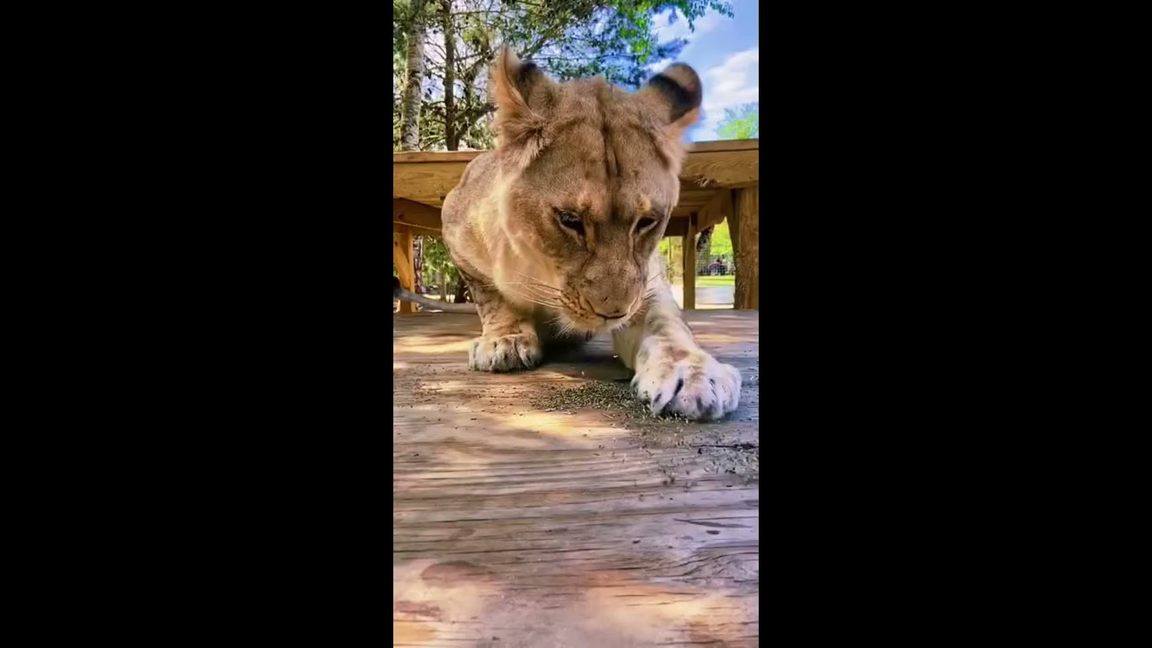 Lions Reaction To Catnip SO CUTE