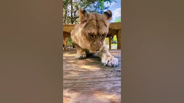 Lions Reaction To Catnip! SO CUTE