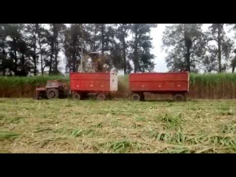 Cosecha de caña de Azucar en Rio Chico, Tucumán, Argentina