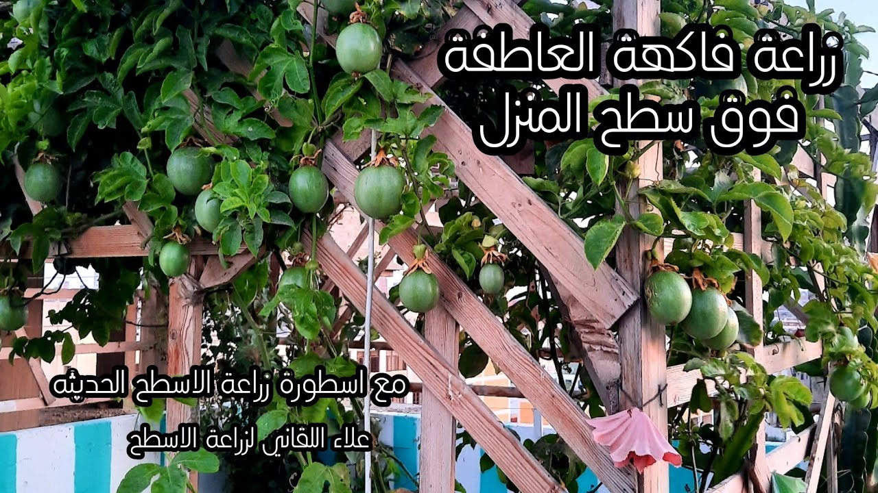 Ready go to ... https://youtu.be/McgdYnTU52o [ Ø§Ø¬ÙÙ ØªØ¹Ø±ÙØ´Ø© ÙØ§ÙÙØ© Ø§ÙØ¨Ø§Ø´Ù ÙØ±ÙØª ÙÙÙ Ø³Ø·Ø­ ÙÙØ²ÙÙ  Passion fruit cultivation]