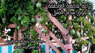 سر نجاح زراعة فاكهة الباشن فروت فوق سطح المنزل وانتاج ثمار غزيرة. Passion fruit cultivation