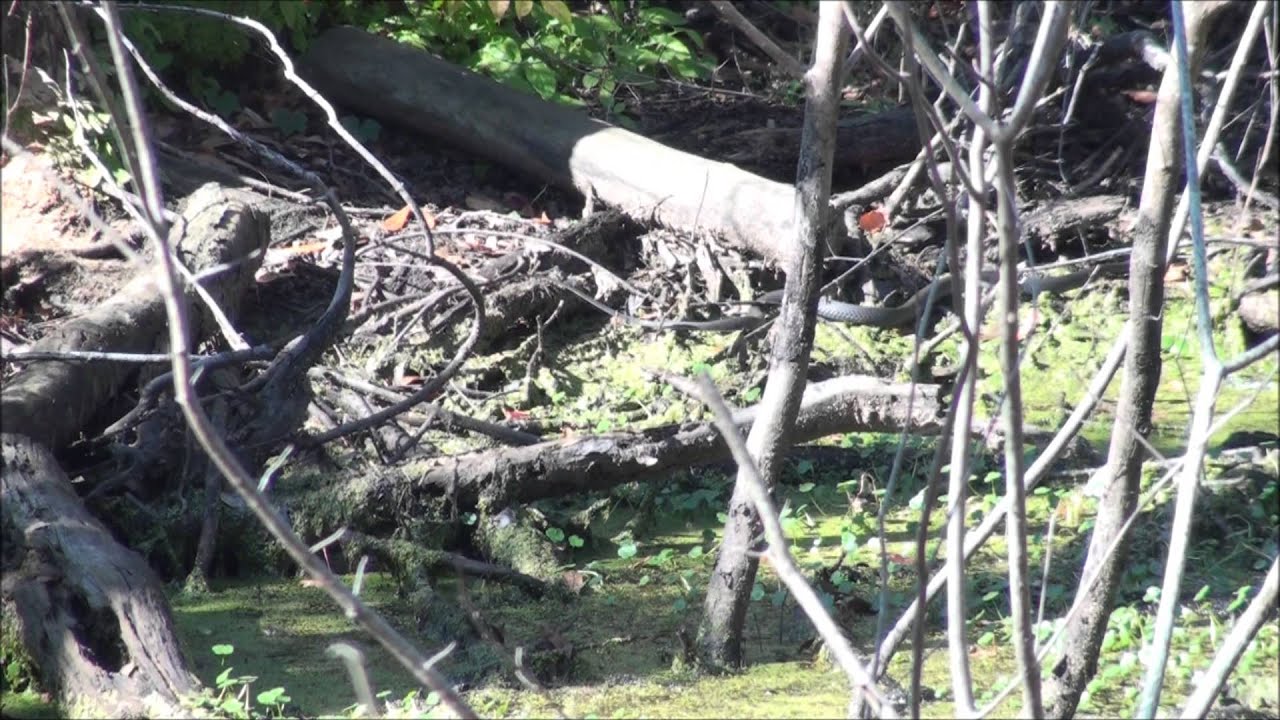 Black Racer Snake Hunting For Some Food YouTube