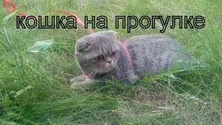 Skottish Fold. шотландская вислоухая. кошка на прогулке. Skottish Fold. шотландская вислоухая. кошка на прогулке.