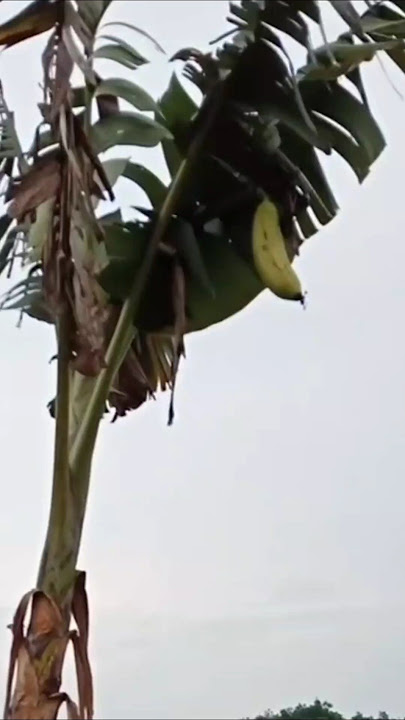 The uniqueness and myth of the Sangkal banana