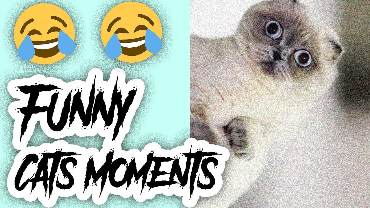 Purr-fectly Funny Cat Moments: Hilarious Feline Antics and Comedy Gold ...