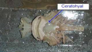 Shark Chondrocranium and Splanchnocranium Osteology Chondrology Splanchnocranium Shark