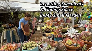 Repotting Succulents & Finding Space in My Small Garden 🌿”