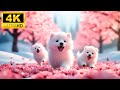 Baby Animals 4K -  Harmonizing The Melodies Of Baby Animal Life With Relaxing Music