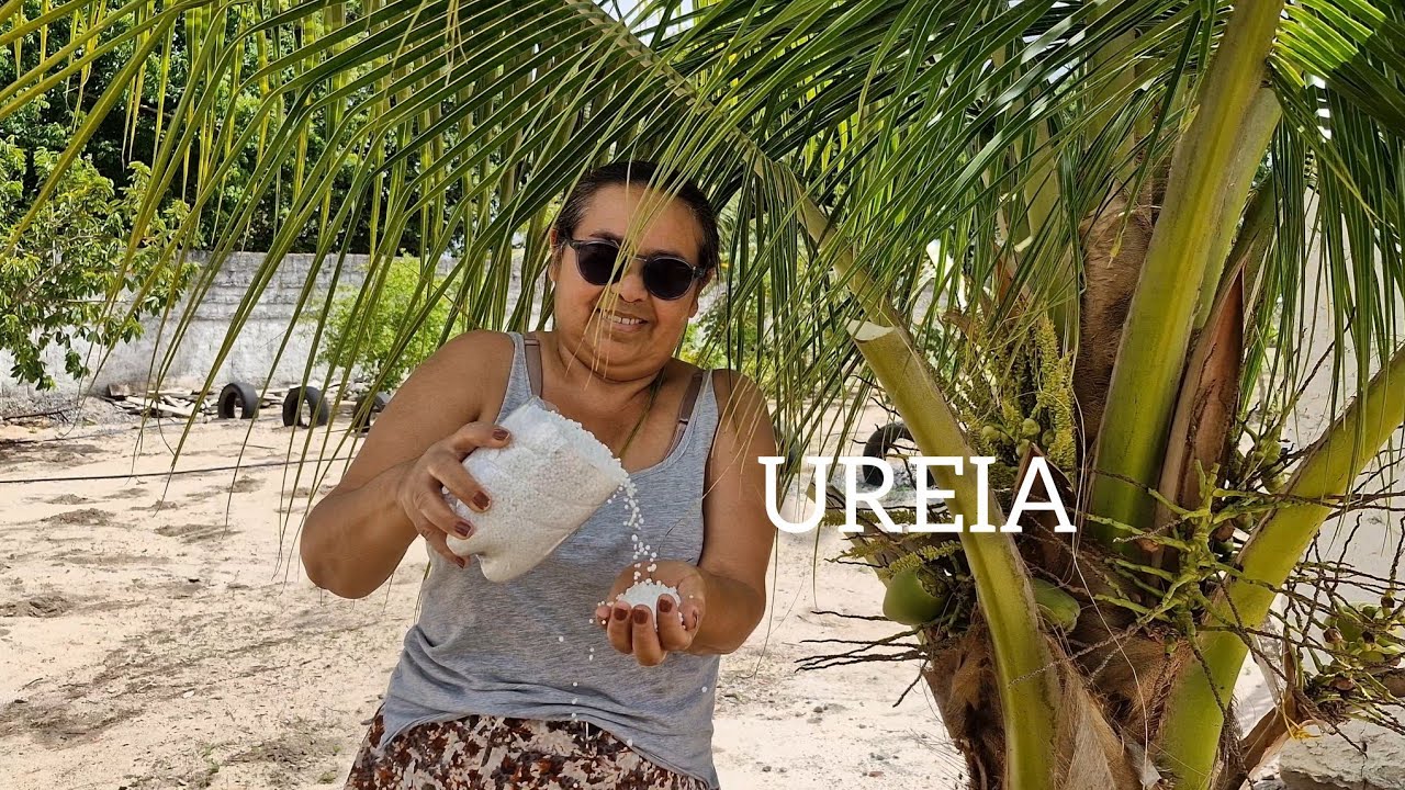 VIDA NA ROÇA:Como usar uréia nas frutíferas de formas simples! - YouTube