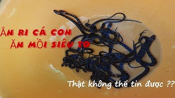 Quốc Lâm TV - Rắn ri cá con ăn mồi siêu to 👍👍