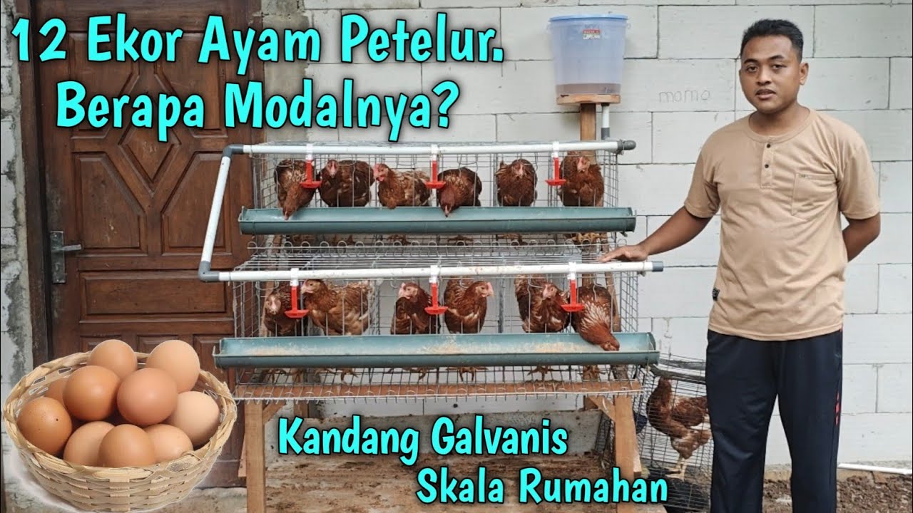 12 Ekor Ayam Petelur. Berapa Modal Kandang Dan Ayam Petelurnya ?