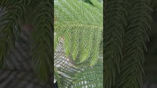 Pines Tree||Gymnosperms||NCERT biology