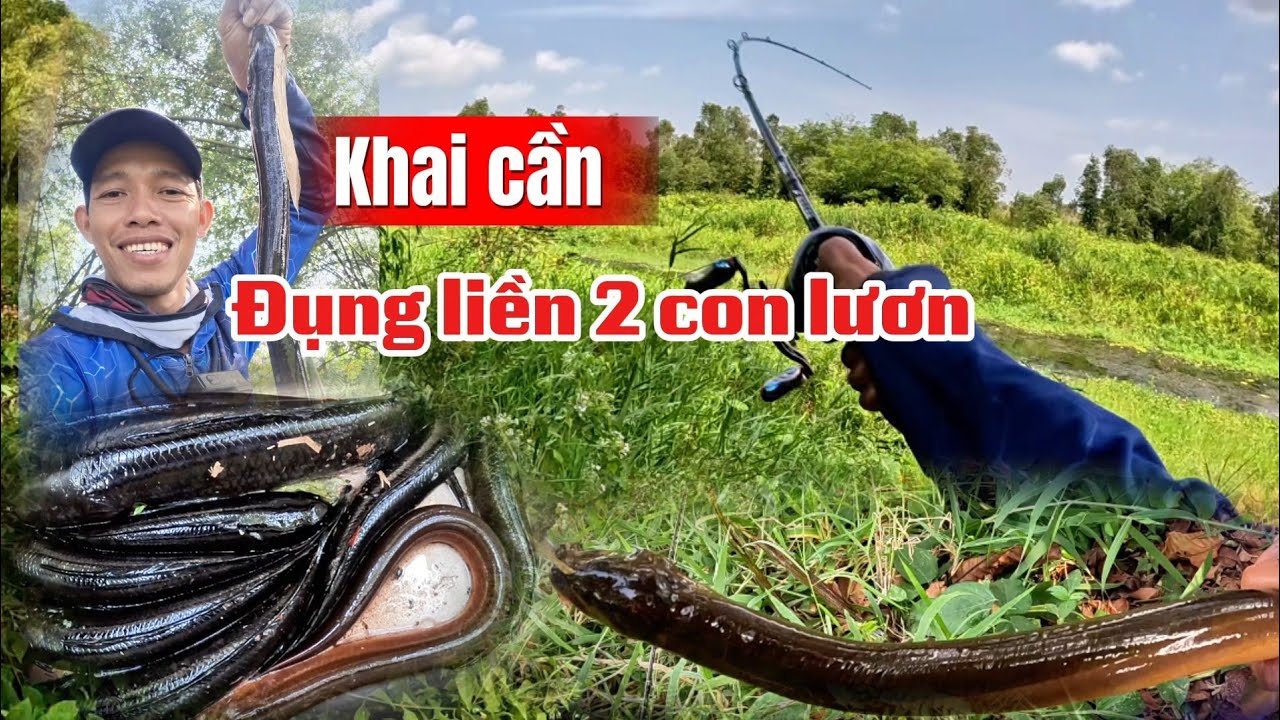 Câu cá lóc dính luôn lươn// khai cần rừng U Minh Thượng (tập 236)##huukhuynhkiengiang
