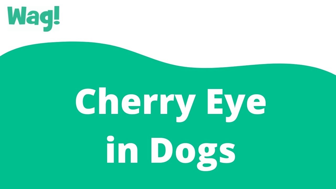Can Cherry Eye In Dogs Cause Blindness