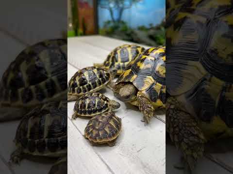 Video: Razorback Musk Turtle