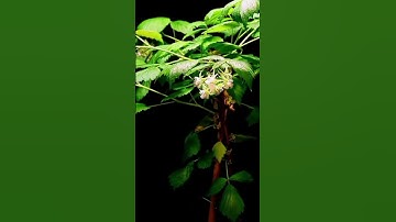 growth of Raspberry from day 1 to 100 timelapse #trending #viral #shorts #plants #raspberry #fruit