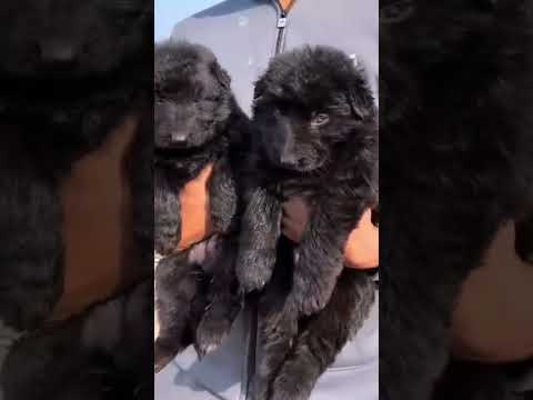 Black Puppies 🖤🐶