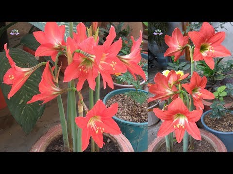 Video: Amaryllis (87 Fotos): Plantning Og Pleje Af En Blomst Derhjemme, Arter Af Amaryllis Rød Og Belladonna, Vokser Fra En Løg Og Transplanterer