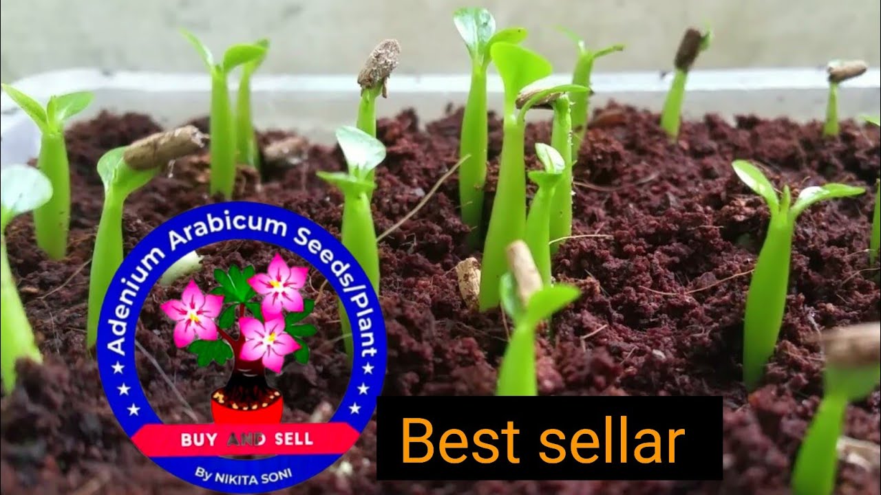 Adenium Arabicum Seeds Online | Best Sellar | 💯% Germination Meathod 🌸🌸