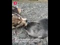 Perro rescata a una foca bebé