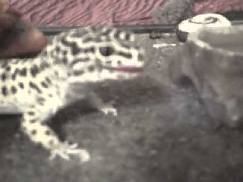 subscribers of t series Mealworm Feast 2