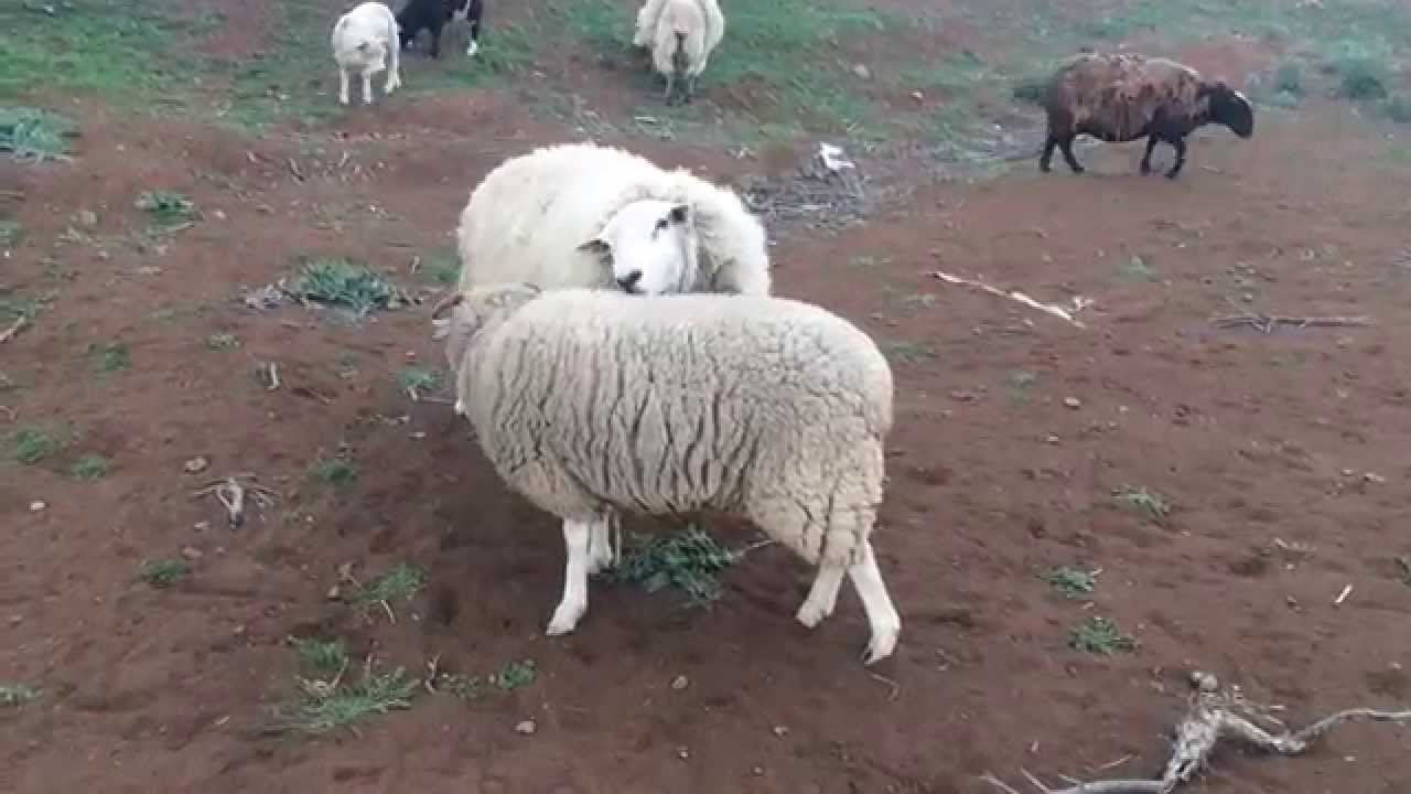winter the lamb protects me from giant ram